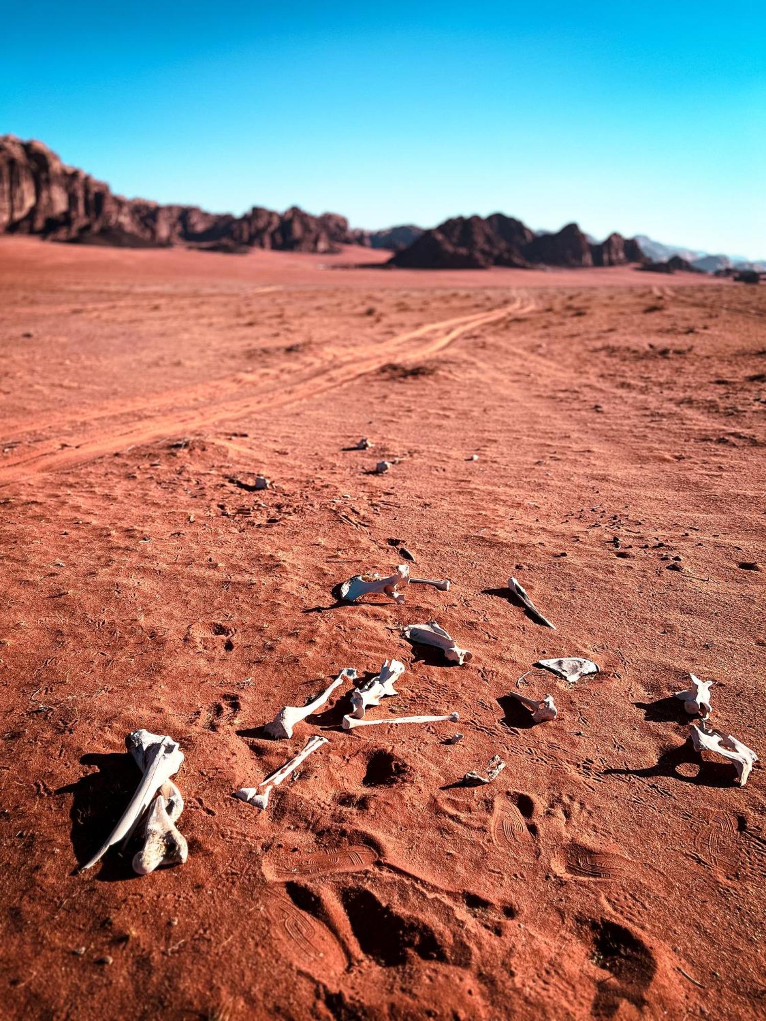 Stargazing Camp & Tours Hotel Wadi Rum Exterior foto