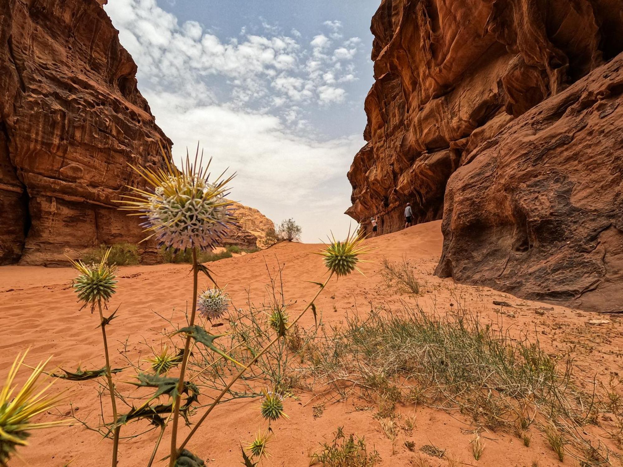 Stargazing Camp & Tours Hotel Wadi Rum Exterior foto