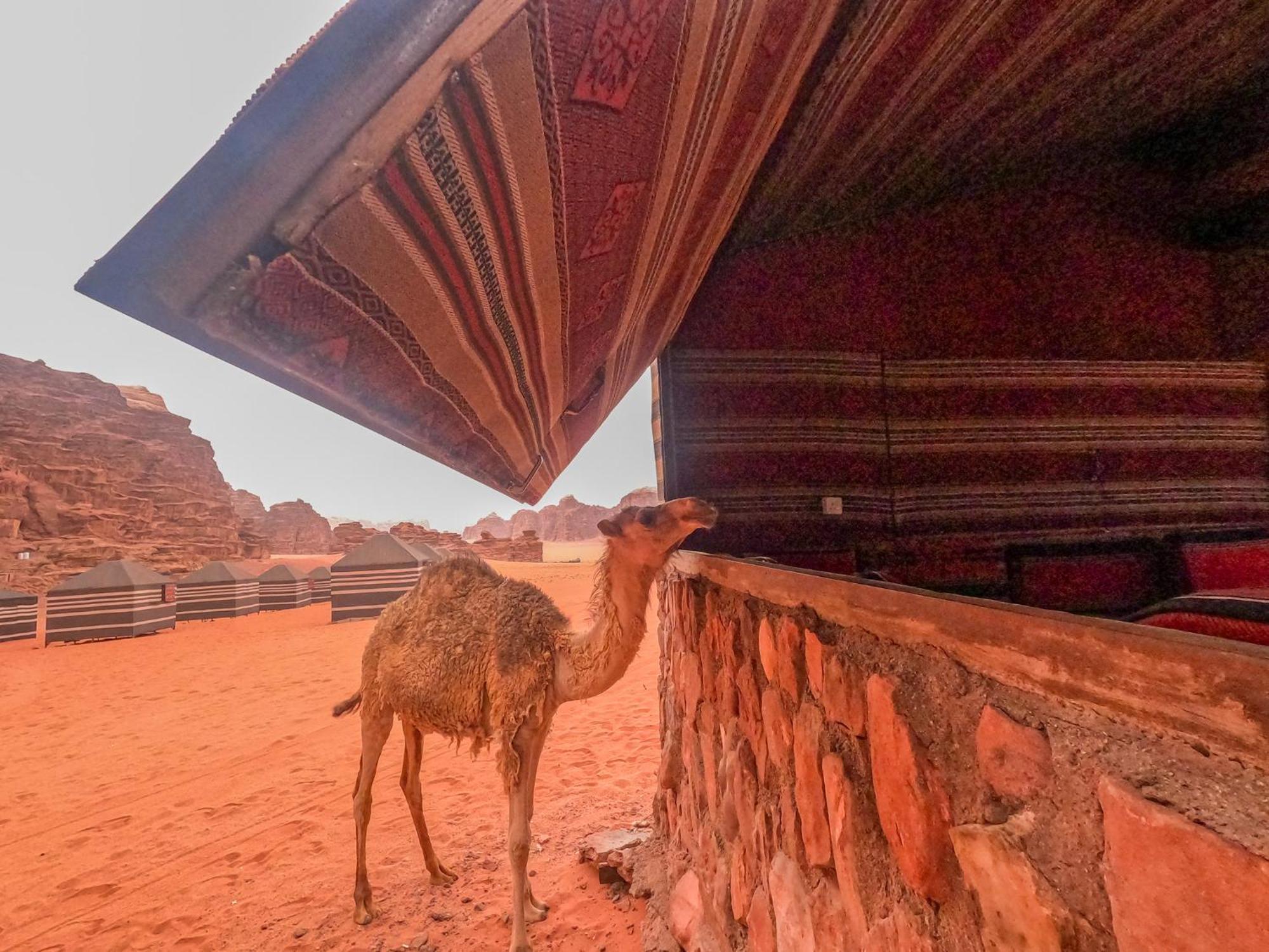 Stargazing Camp & Tours Hotel Wadi Rum Exterior foto