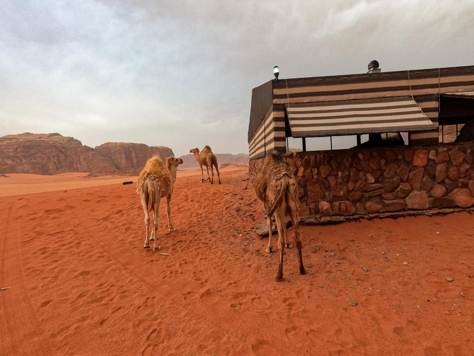 Stargazing Camp & Tours Hotel Wadi Rum Exterior foto